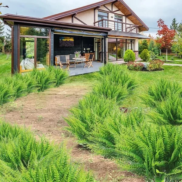 سرخس زخرفي صناعي - مظهر واقعي ومدة طويلة