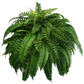 Artificial Decorative Fern – Realistic Look and Long Lasting 