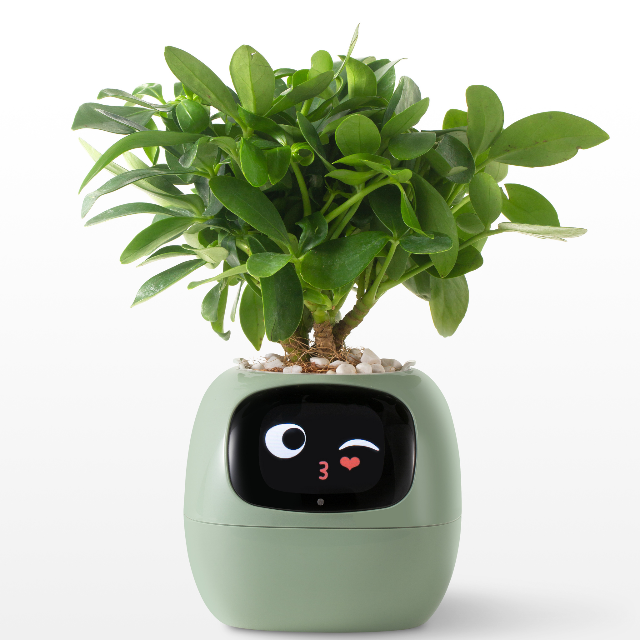 Emoji Blomsterkrukke – Original og Morsom Dekorasjon 