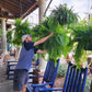 Artificial Decorative Fern – Realistic Look and Long Lasting 