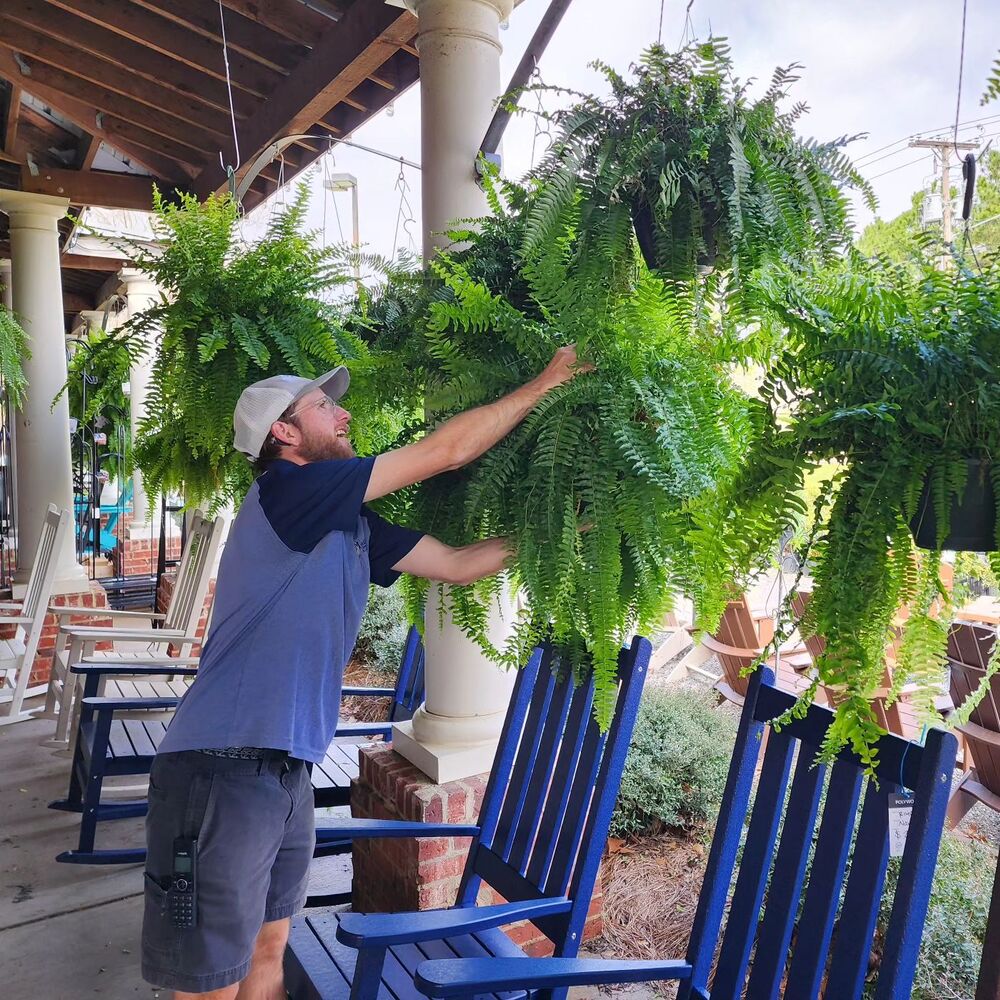 Artificial Decorative Fern – Realistic Look and Long Lasting 